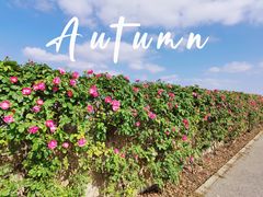 -上海滨江森林公园