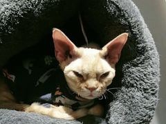 -Heymao猫咖.咖啡厅(东门店)