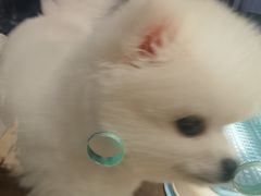 -FAELING PETS美天灵宠物(富力广场店)