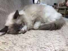 -藏猫猫咖啡主题馆(中央大道店)