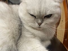 -蓝鲸·缅因猫舍