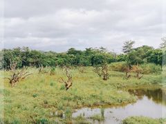 -鹤之洲湿地公园