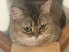 -藏猫猫咖啡主题馆(中央大道店)