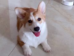 -芭比堂动物医院·犬猫全科·异宠专科(雁塔分院)