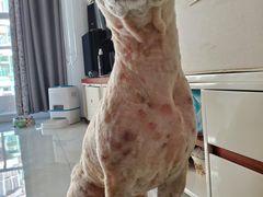 -爱诺耐芙动物医院(万博店)