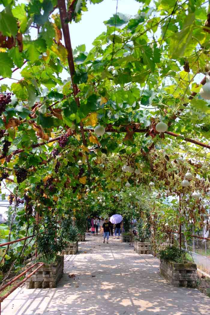 琅岐阡陌农庄绿色餐厅-"周末的单位活动超级开心呢!在参观了活动.