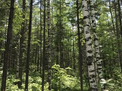 -峡谷浮石林景区