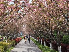 -高东镇樱花园