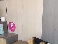 -半岛宠物医院24小时(西派城店)