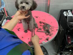 -宠福鑫康馨动物医院·骨科·眼科