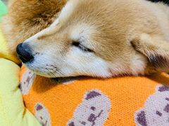 -逗柴咖啡屋·狗咖猫咖宠物桌游
