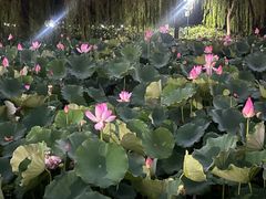 -莲花池公园