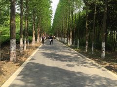 -昆山城市生态森林公园