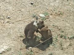 -新疆天山野生动物园