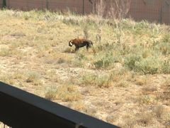 -新疆天山野生动物园