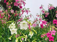 -厦门园林博览苑