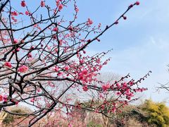 -红梅公园
