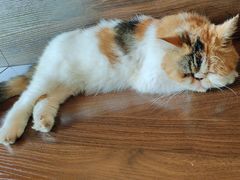 -猫岛主趣味餐厅(鼓浪屿店)