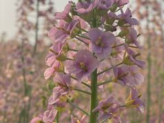 -中国天府农业博览园