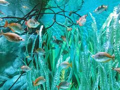 -上海海洋水族馆