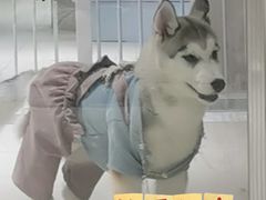 -怪兽屋·羊驼·猫咖·狗咖(俊华广场店)