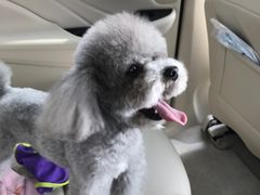 -宠福鑫康馨动物医院·骨科·眼科