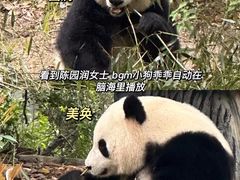 -成都大熊猫繁育研究基地