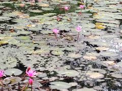 -海南热带野生动植物园