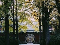 -三里屯东五街银杏大道