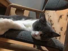 -松果猫咖(桐乡吾悦金街店)