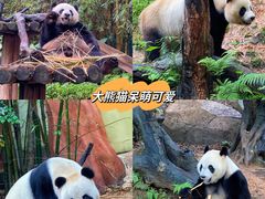 -广州长隆野生动物世界
