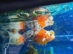 -成都动物园