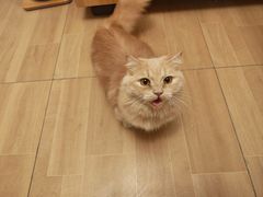 -唐小姐の私宠·宠物洗护美容·撸猫馆·购宠(周浦万达旗舰店)