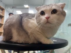 -老吴的猫·猫舍(新区店)