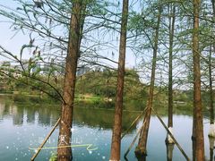 -重庆彩云湖湿地公园