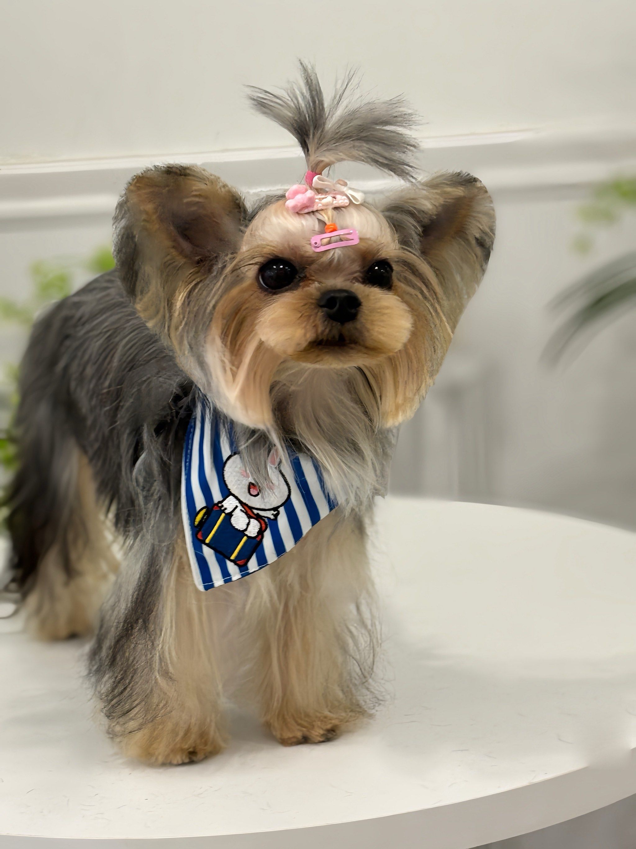 关于超度宠物的信息 关于超度宠物的信息