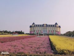 -百万葵园