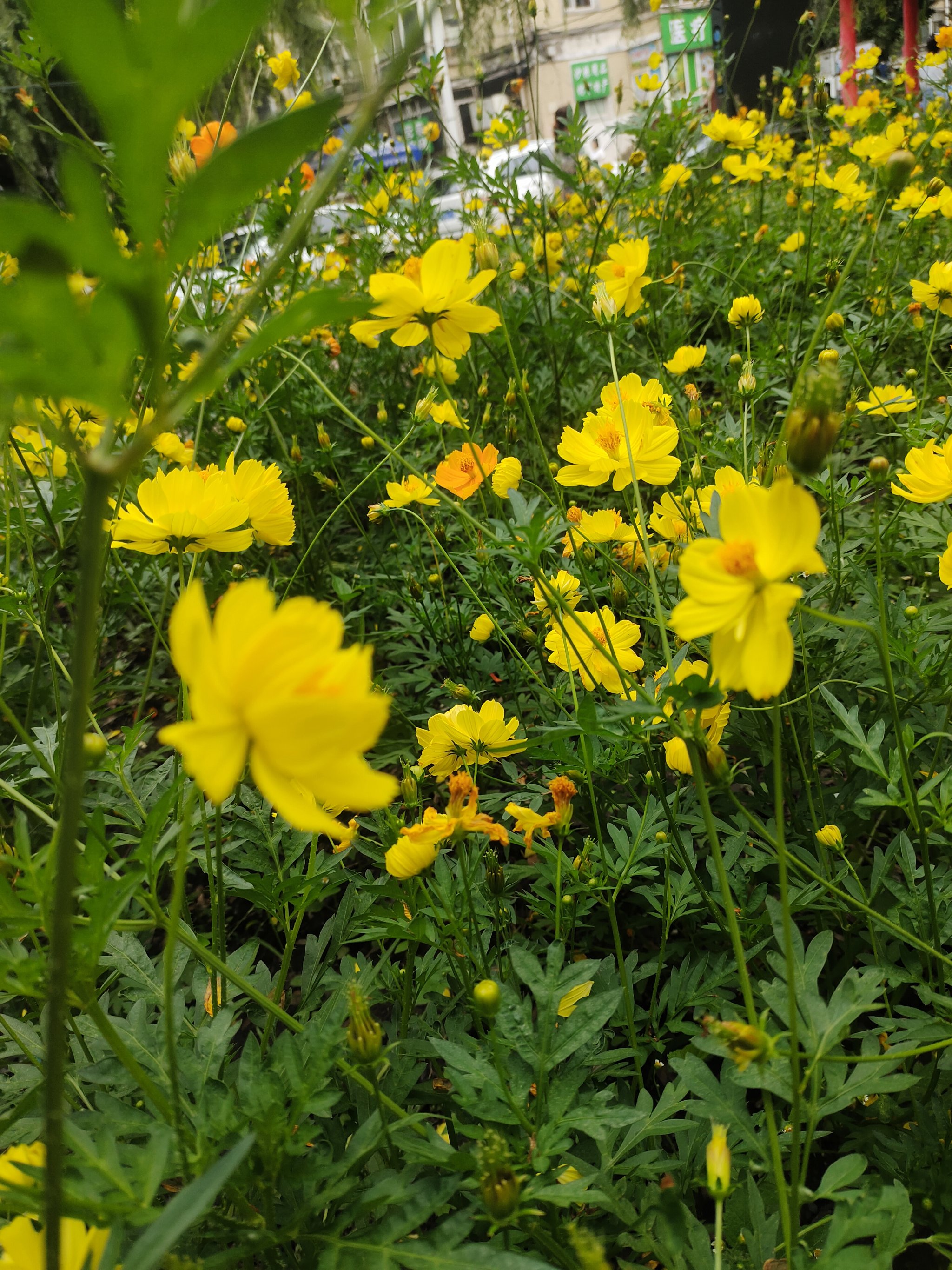 真实的花朵 风景图片