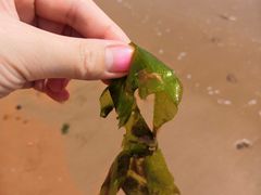 -青岛第三海水浴场