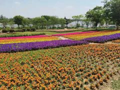 -杭州湾海上花田景区