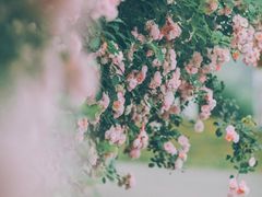 -白鹭湾湿地公园