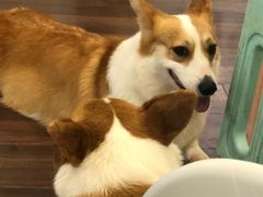 -柯斗斗主题餐厅·狗咖·围炉煮茶·茶饮(国瑞升平里店)