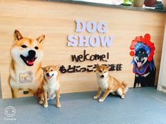 -柴源莊·柴小宠柴犬咖啡