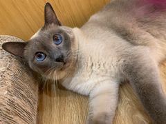 -滚猫咖啡·猫咖·猫友好撸猫(未来城店)