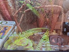 -酷以爬仙阁实体爬宠店·守宫·蜥蜴·专业繁育