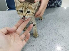 -爱侣宠医·鹦鹉专科·小型哺乳类·异宠专科(灵石路店)