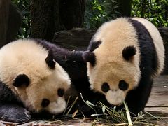 -中国大熊猫保护研究中心雅安碧峰峡基地