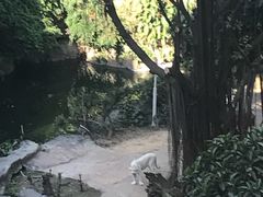 -白虎自助餐厅·真老虎·景观自助餐厅(广州长隆酒店)