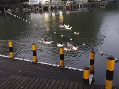 -J Create城市露营咖啡·简餐·宠物(上海动物园店)