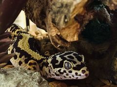 -酷以爬仙阁实体爬宠店·守宫·蜥蜴·专业繁育